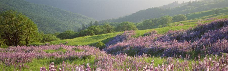 Spring Yellowstone Mural Wallpaper