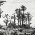 Les Palmiers Mural Wallpaper - pure wallpaper artwork