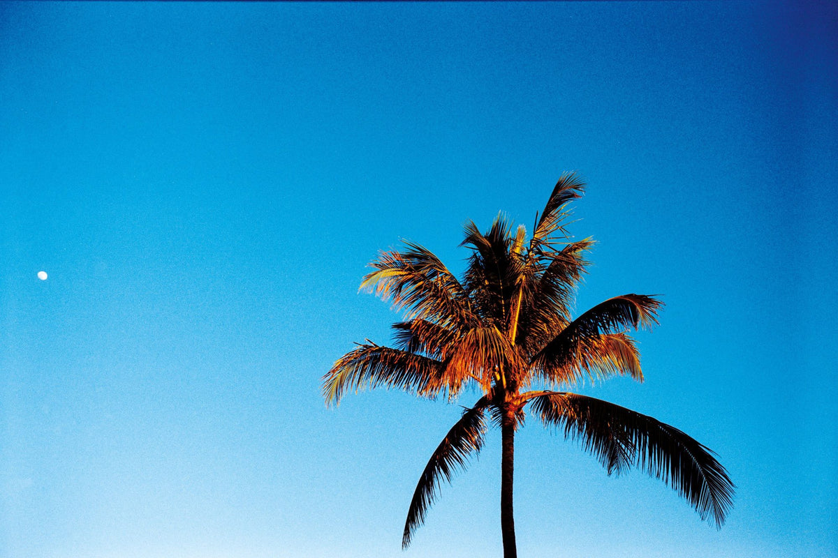 Evening Palm Mural Wallpaper - pure wallpaper artwork