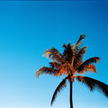 Evening Palm Mural Wallpaper - pure wallpaper artwork