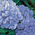 Periwinkle Hydrangea Mural Wallpaper - pure wallpaper artwork