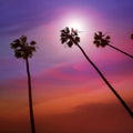 Thousand Palms Mural Wallpaper - pure wallpaper artwork