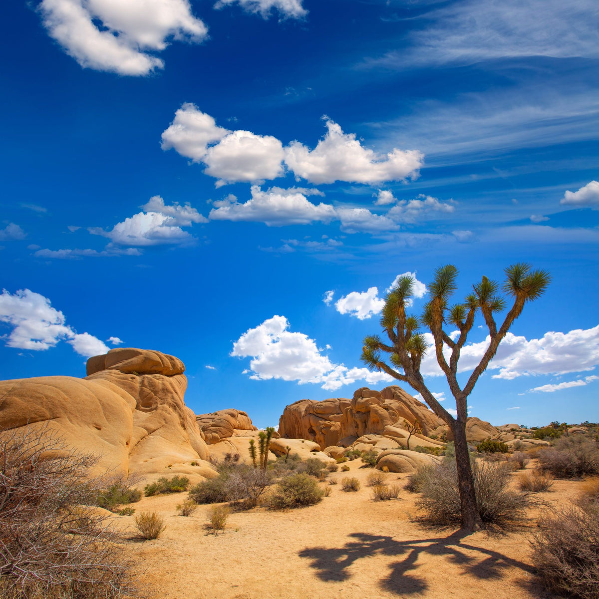 Joshua Tree Blue IV Mural Wallpaper - pure wallpaper artwork