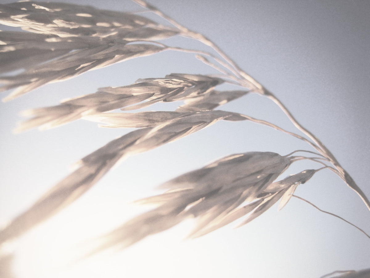 Windy Wheat Fields II Light Mural Wallpaper - pure wallpaper artwork