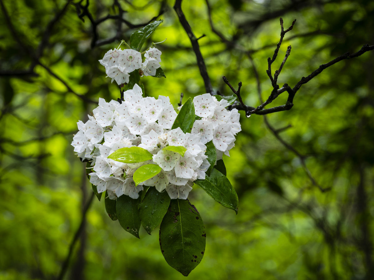 Dewy Star Blossoms Mural Wallpaper - pure wallpaper artwork