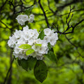 Dewy Star Blossoms Mural Wallpaper - pure wallpaper artwork