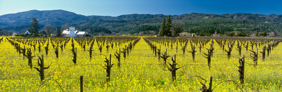 Vineyard Symmetry Mural Wallpaper