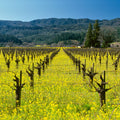 Vineyard Symmetry Mural Wallpaper - pure wallpaper artwork