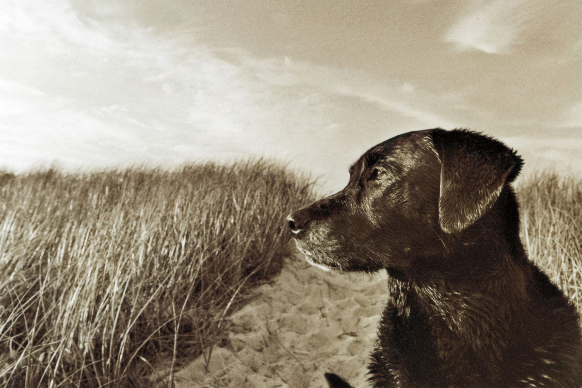 At the Labrador Beach Mural Wallpaper - pure wallpaper artwork
