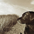 At the Labrador Beach Mural Wallpaper - pure wallpaper artwork