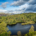 Forest Lake Mural Wallpaper - pure wallpaper artwork