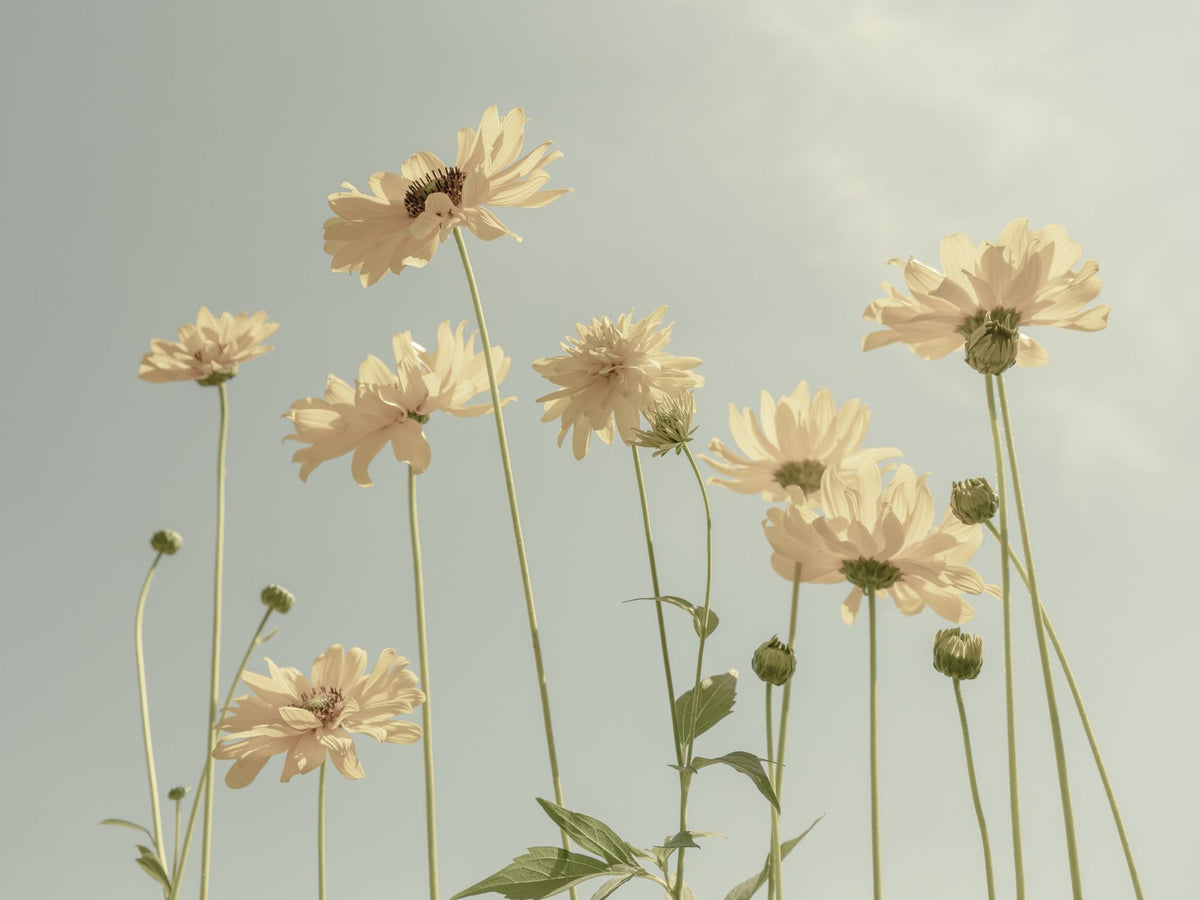 Yellow and Sky Mural Wallpaper - pure wallpaper artwork