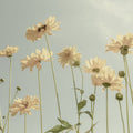 Yellow and Sky Mural Wallpaper - pure wallpaper artwork