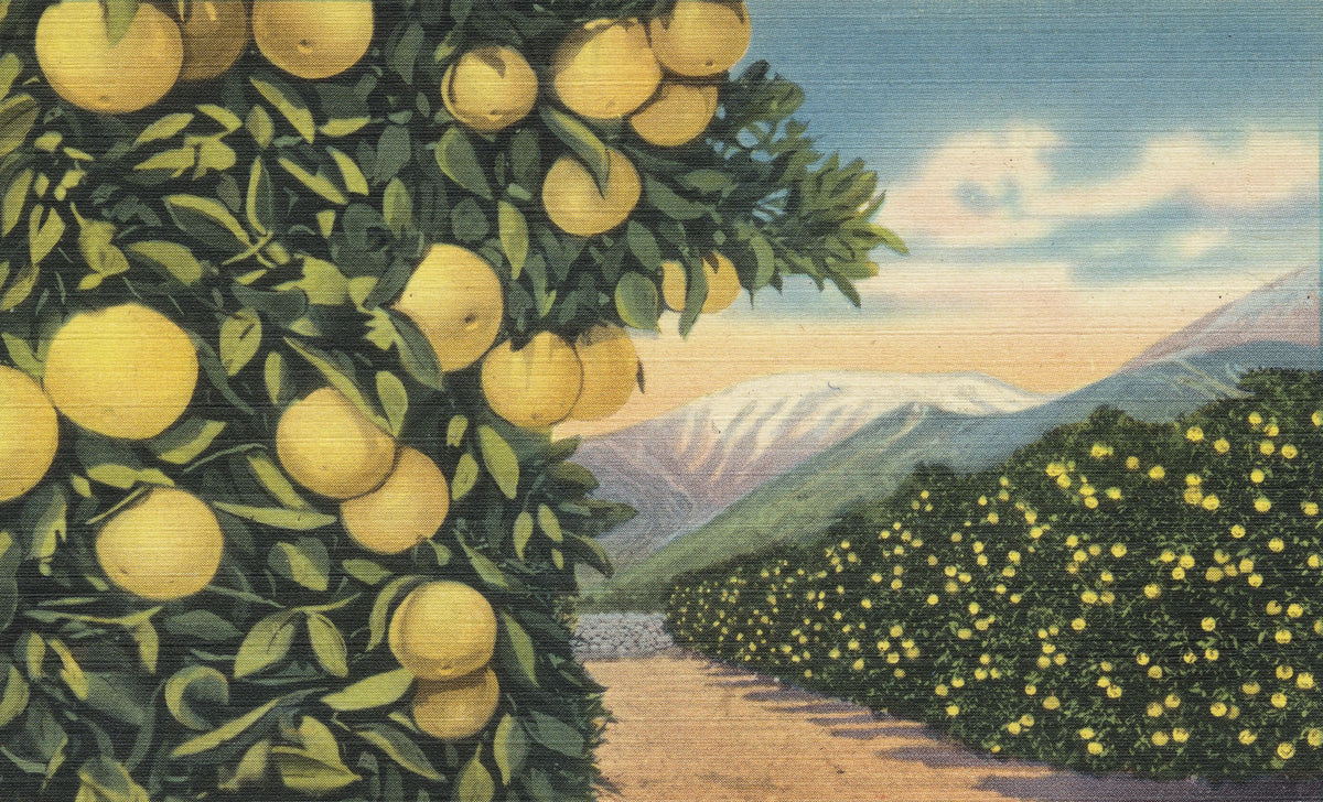 Greetings From Grapefruits Mural Wallpaper - pure wallpaper artwork
