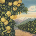 Greetings From Grapefruits Mural Wallpaper - pure wallpaper artwork