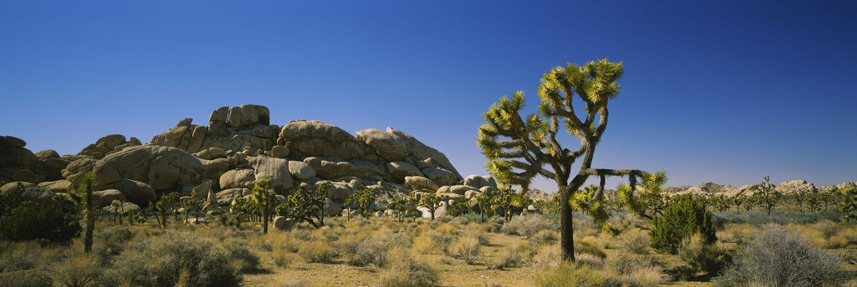 Desert Sentinel Mural Wallpaper - pure wallpaper artwork