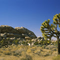 Desert Sentinel Mural Wallpaper - pure wallpaper artwork