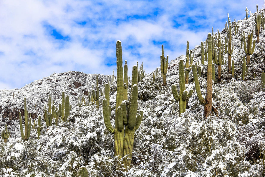 Cactus Wallpaper Mural – Succulent Wall Mural – Snowy Desert Cactai printable artwork