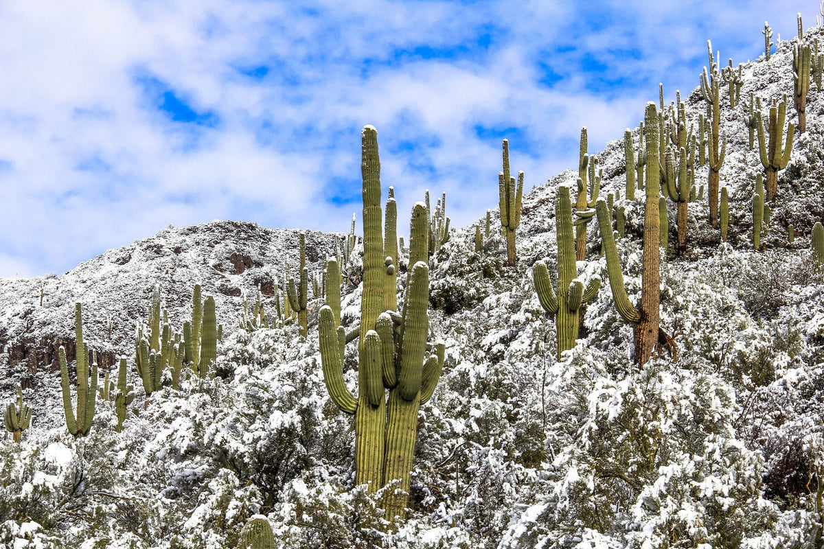 Snowy Desert Cactai Mural Wallpaper - pure wallpaper artwork