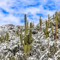 Snowy Desert Cactai Mural Wallpaper - pure wallpaper artwork