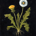 Vintage Dandelion Mural Wallpaper - pure wallpaper artwork