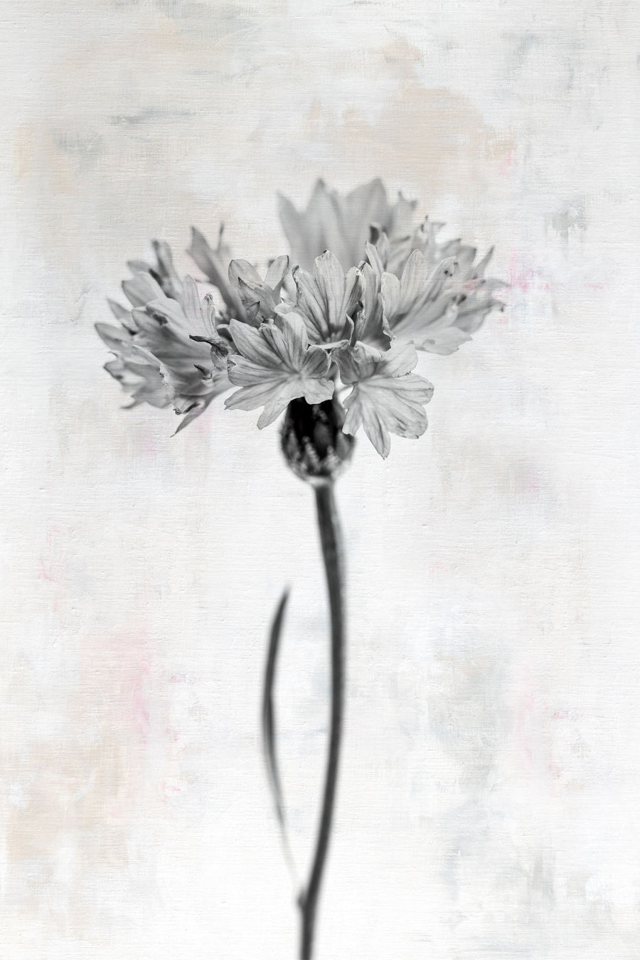 Wonderful Wildflowers VI Neutral Mural Wallpaper