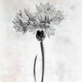Wonderful Wildflowers VI Neutral Mural Wallpaper - pure wallpaper artwork