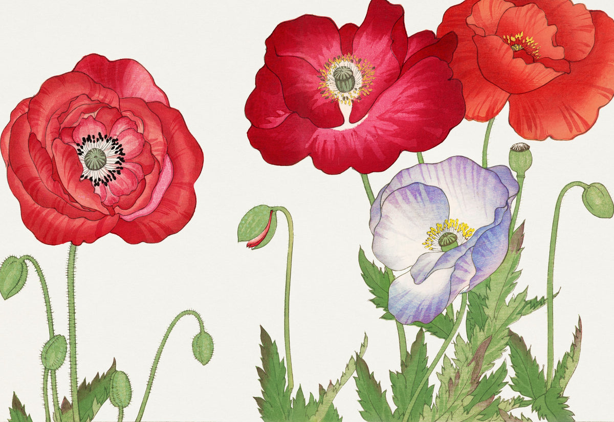 Tanigami Poppy Mural Wallpaper - pure wallpaper artwork