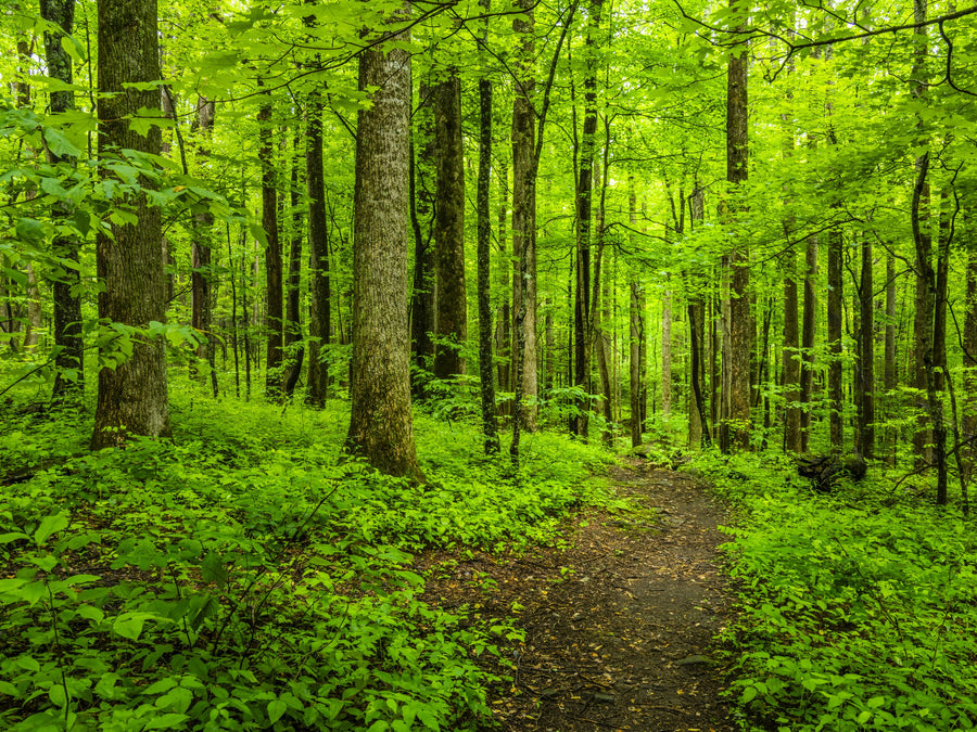 Emerald Woodland Path Mural Wallpaper