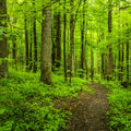Emerald Woodland Path Mural Wallpaper - pure wallpaper artwork