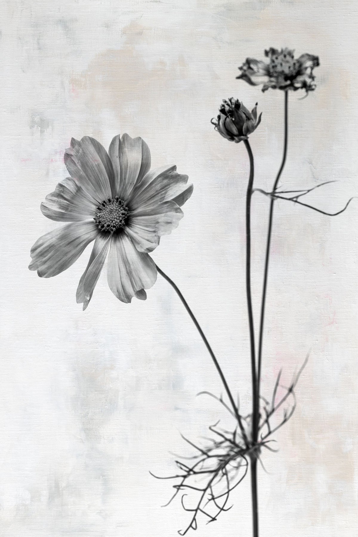 Wonderful Wildflowers XVII Neutral Mural Wallpaper - pure wallpaper artwork