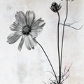 Wonderful Wildflowers XVII Neutral Mural Wallpaper - pure wallpaper artwork