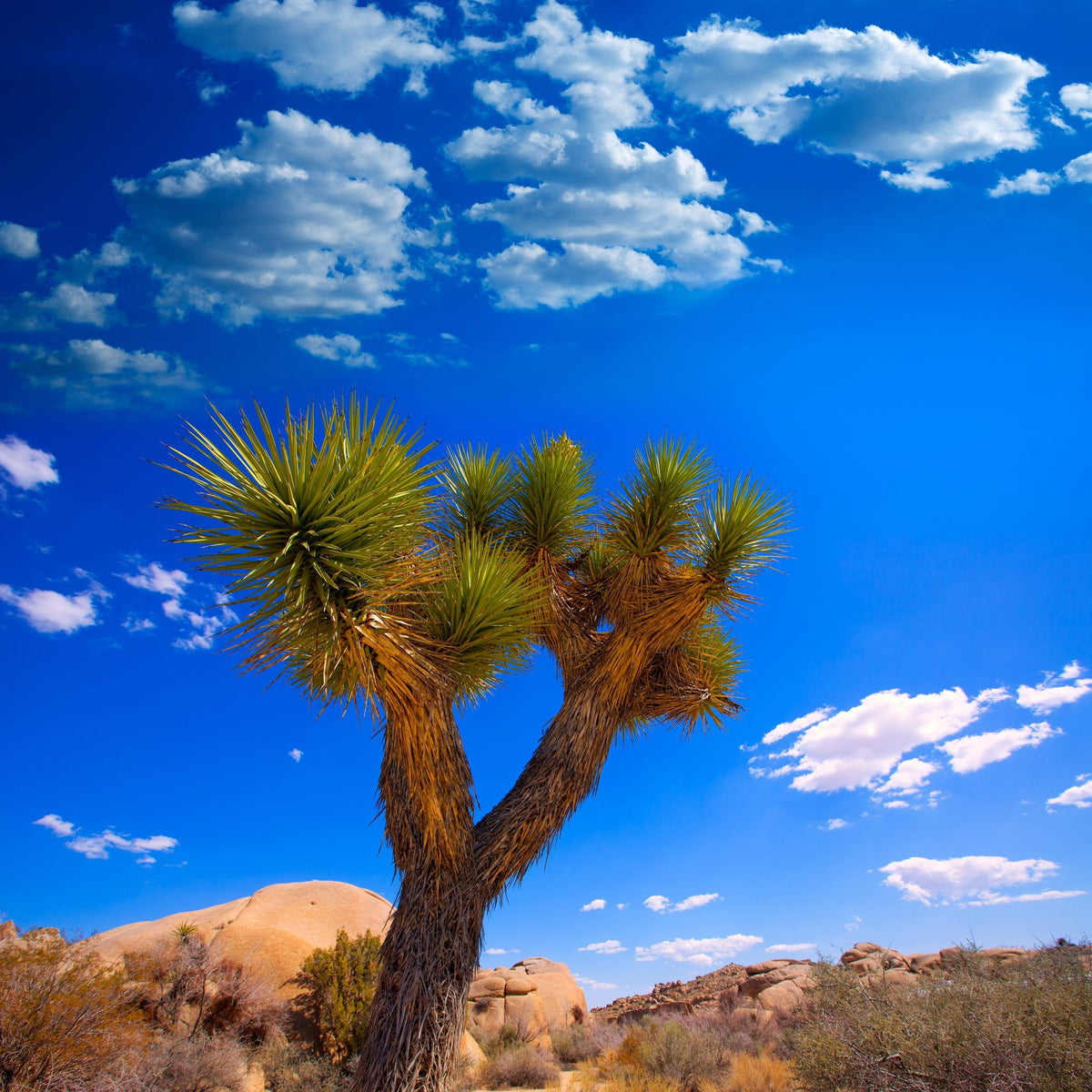 Joshua Tree Blue VII Mural Wallpaper - pure wallpaper artwork