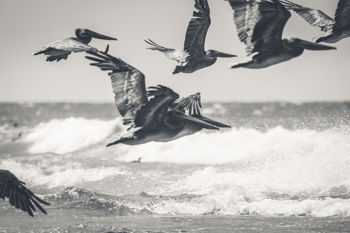 Pelican Beach Mural Wallpaper - pure wallpaper artwork