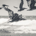 Pelican Beach Mural Wallpaper - pure wallpaper artwork