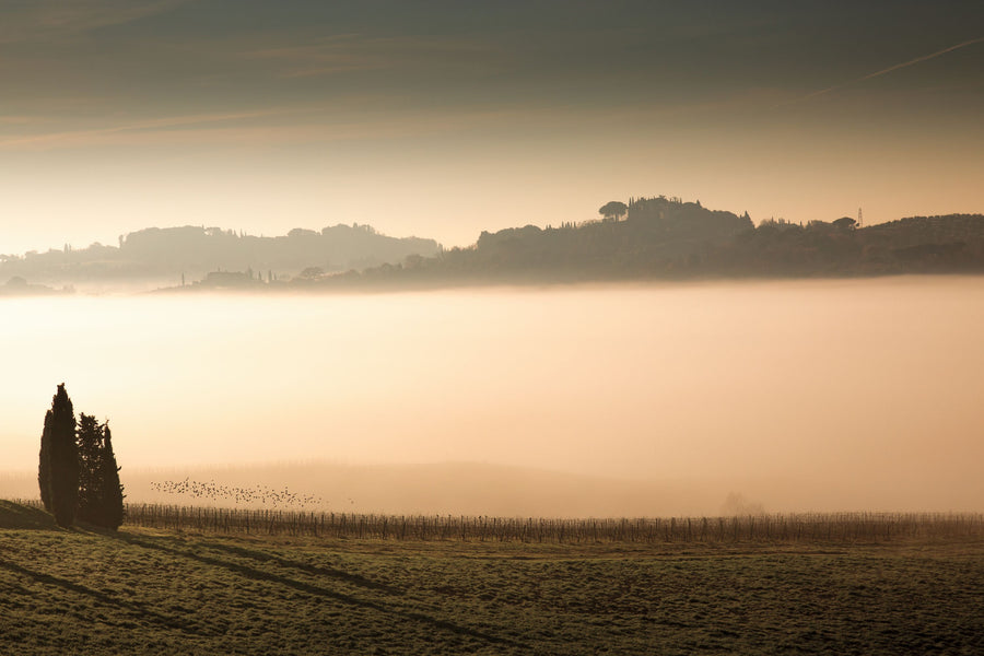 Foggy Grapes Mural Wallpaper