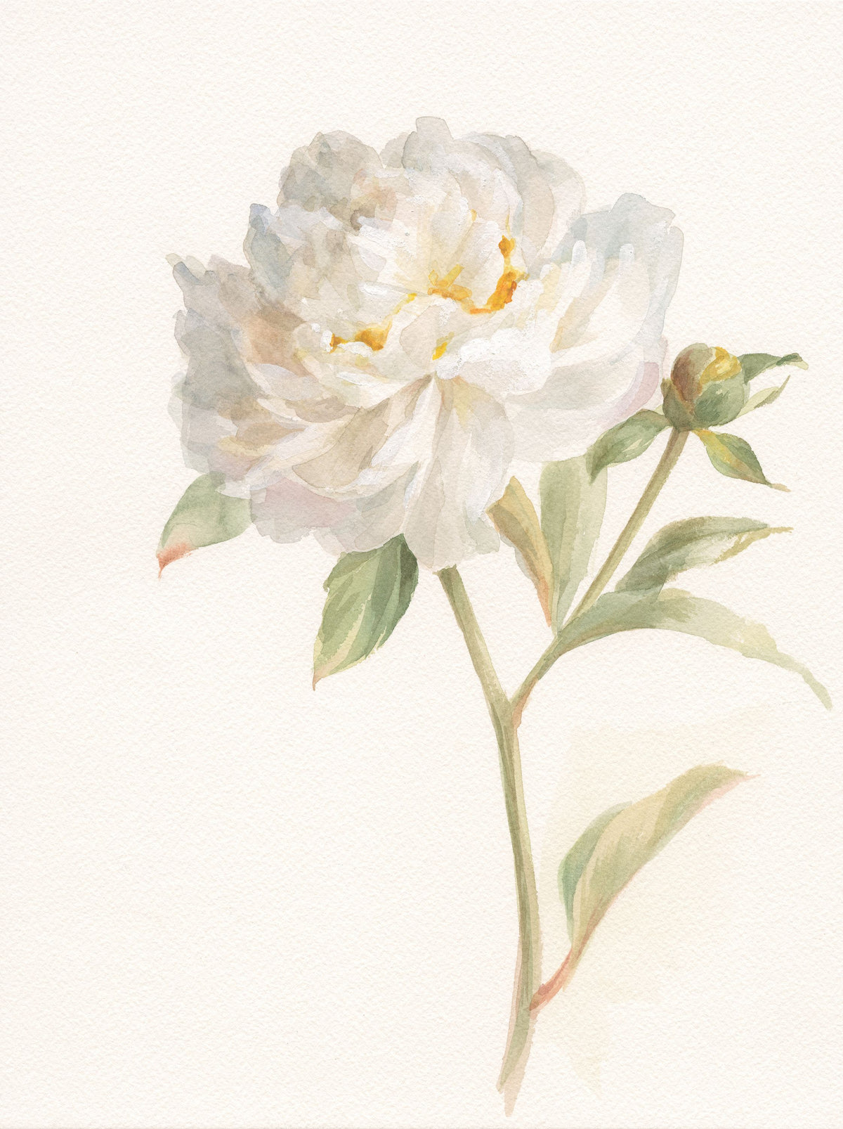 Garden Peony Mural Wallpaper - pure wallpaper artwork