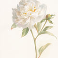 Garden Peony Mural Wallpaper - pure wallpaper artwork