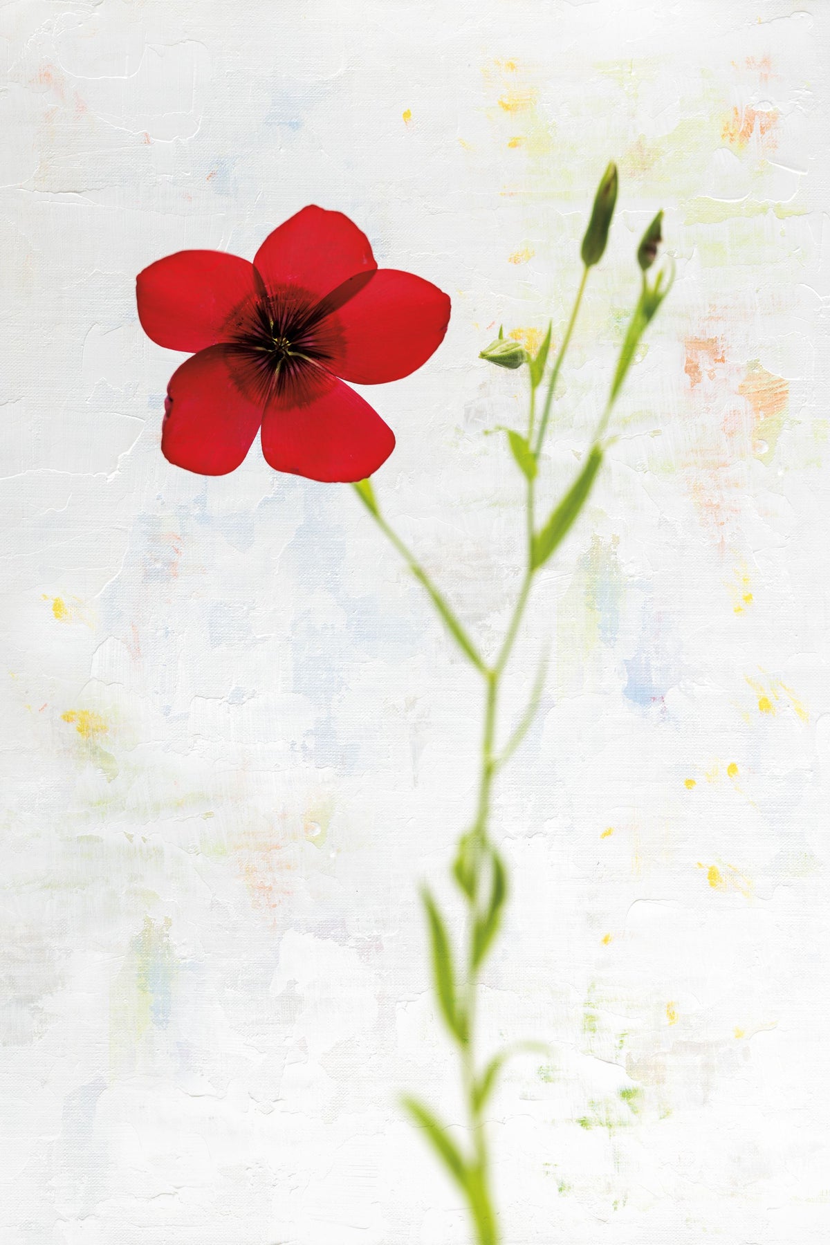 Wonderful Wildflowers XIV Mural Wallpaper - pure wallpaper artwork