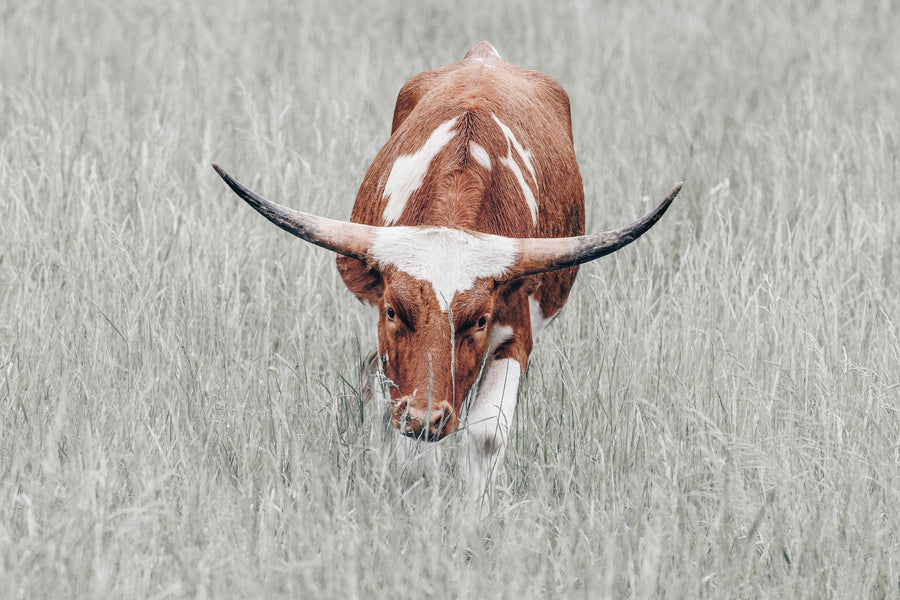 Rainy Pasture II Mural Wallpaper