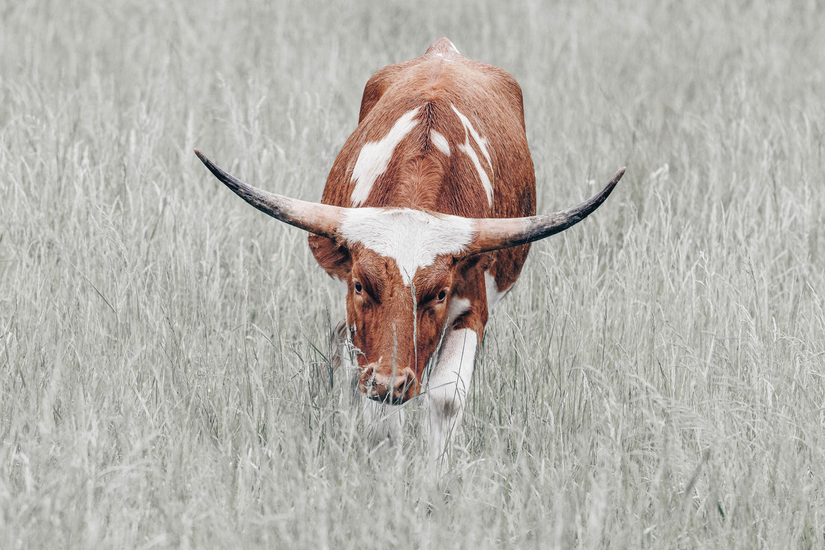 Rainy Pasture II Mural Wallpaper - pure wallpaper artwork