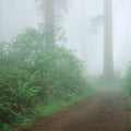 Lady Bird Johnson Grove Mural Wallpaper - pure wallpaper artwork