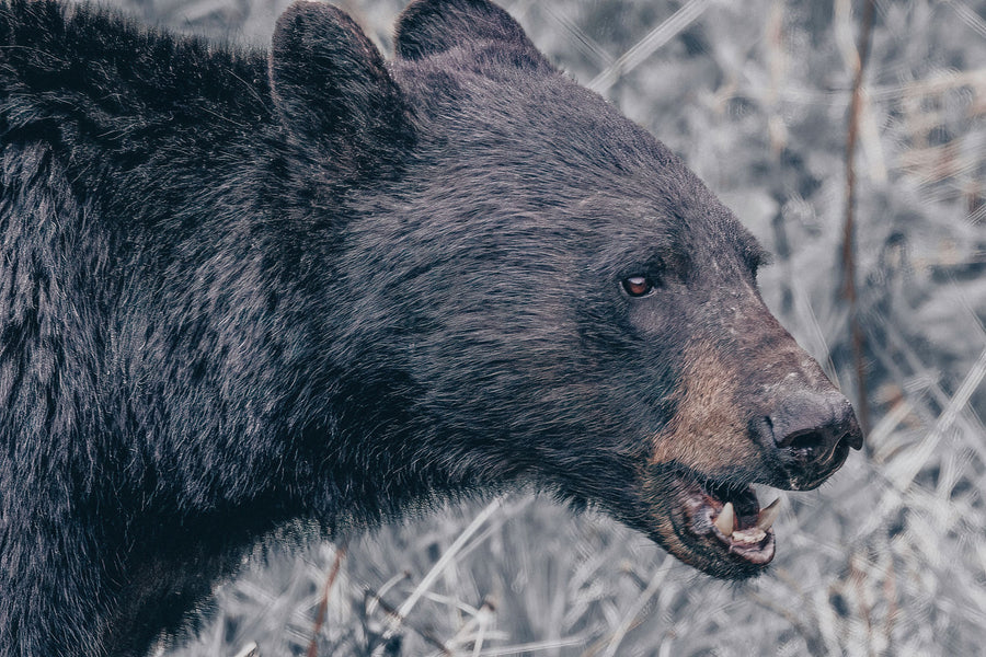 Alberta Black Bear Tones Mural Wallpaper