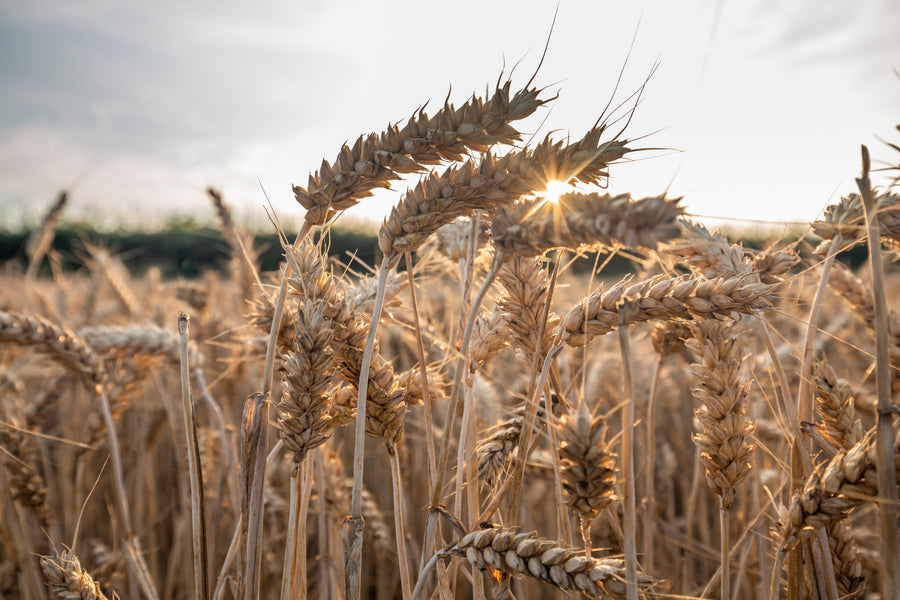 Sunlit Harvest Mural Wallpaper