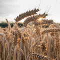 Sunlit Harvest Mural Wallpaper - pure wallpaper artwork
