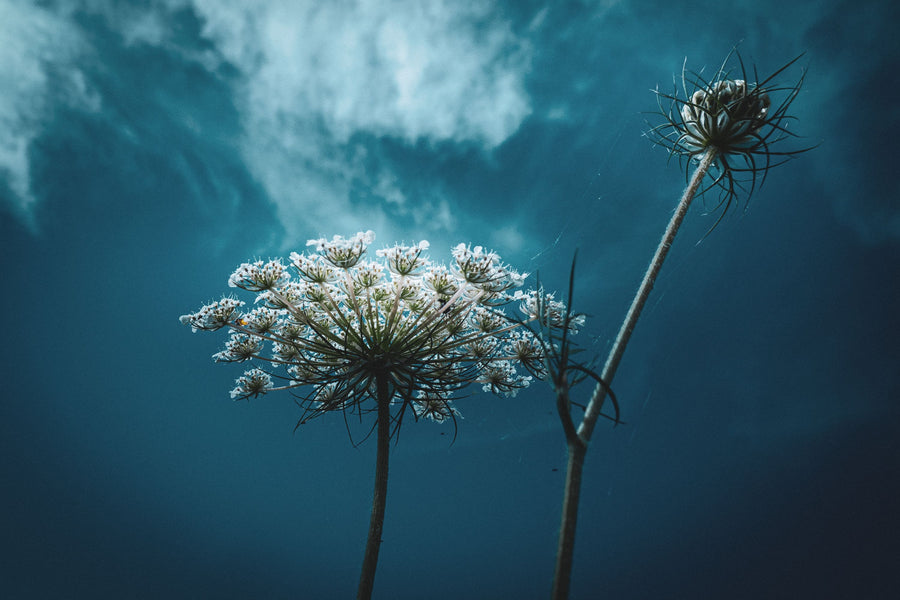 Wild Carrot Mural Wallpaper