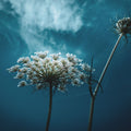 Wild Carrot Mural Wallpaper - pure wallpaper artwork