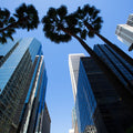 Scyscraper Palms Mural Wallpaper - pure wallpaper artwork
