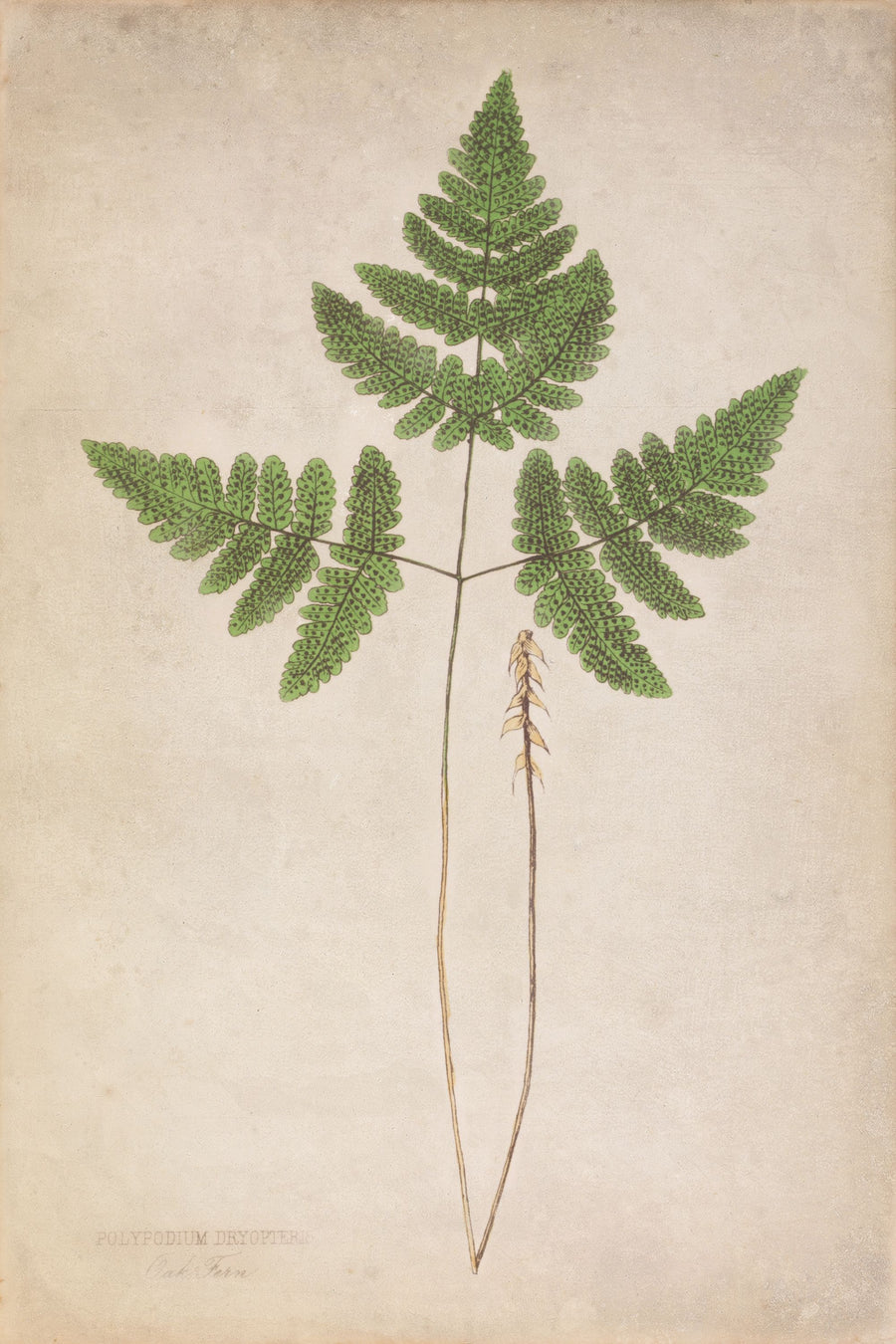 Forest Fern II Mural Wallpaper - Warm Tone