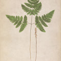 Forest Fern II Mural Wallpaper - Warm Tone - pure wallpaper artwork